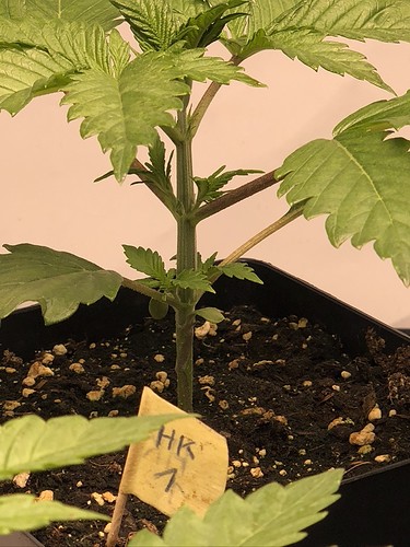 Growreport Bild 3