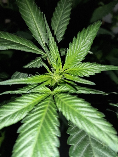 Growreport Bild 3