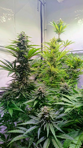 Growreport Bild 20