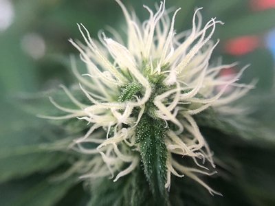 Growreport Bild 12