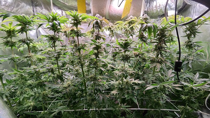Growreport Bild 34