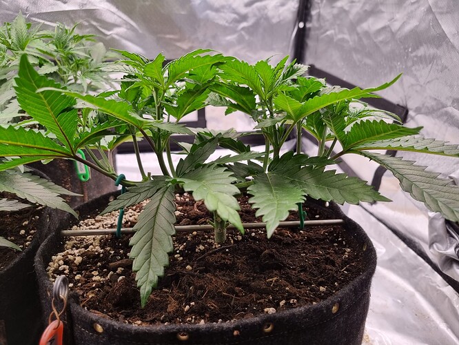 Growreport Bild 58