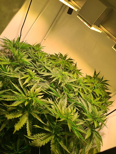 Growreport Bild 1