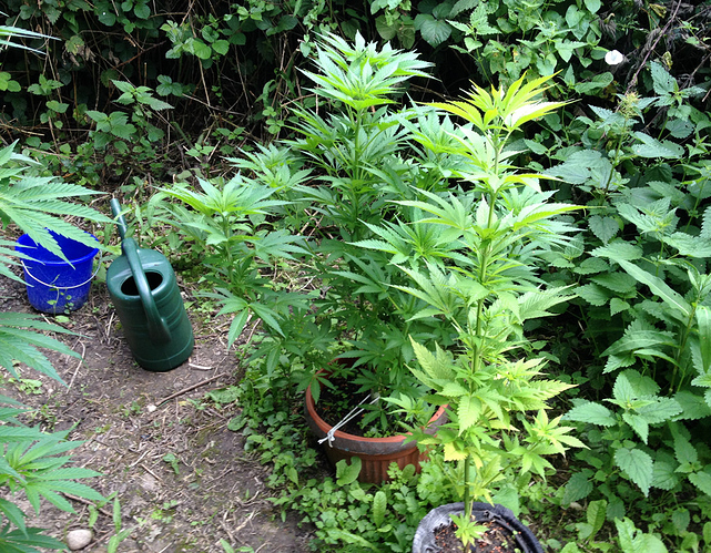 Growreport Bild 7