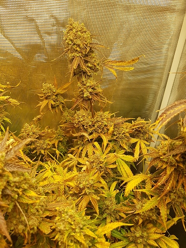 Growreport Bild 3