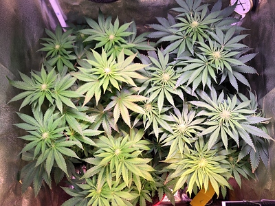 Growreport Bild 20