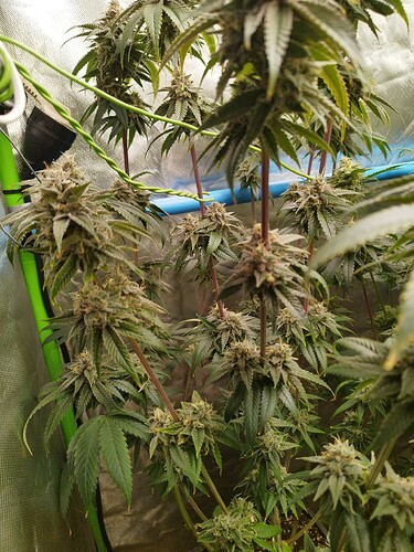 Growreport Bild 13