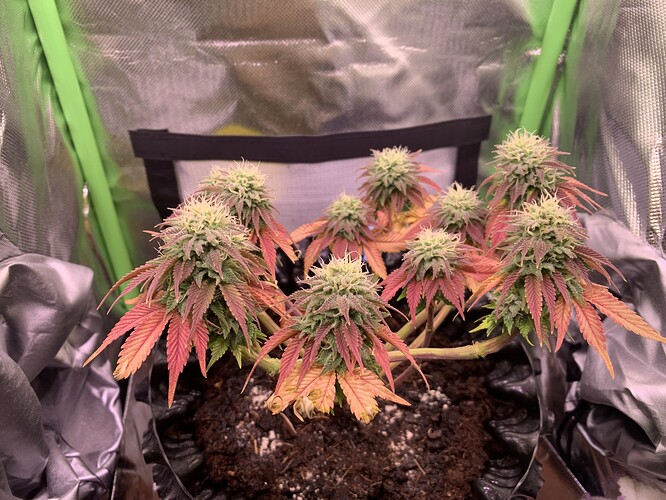 Growreport Bild 1