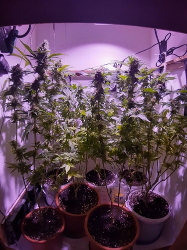 Growreport Bild 6