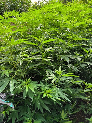 Growreport Bild 6