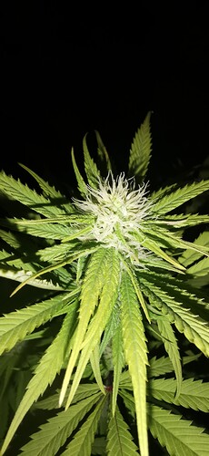 Growreport Bild 32