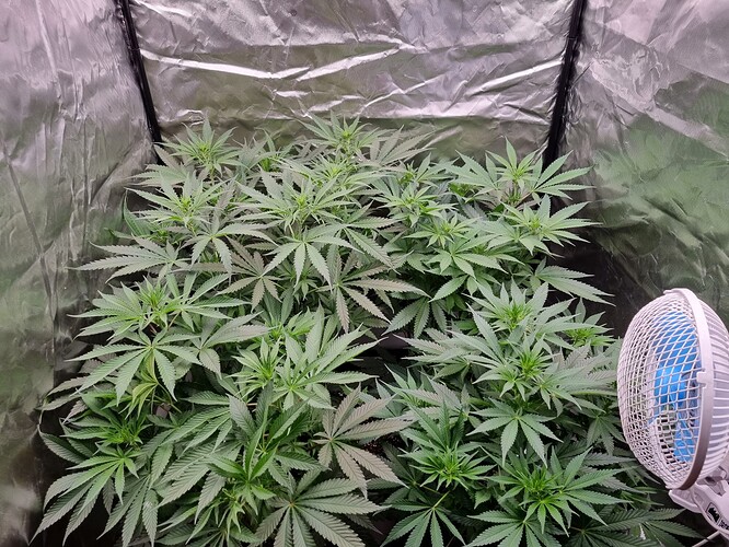 Growreport Bild 34