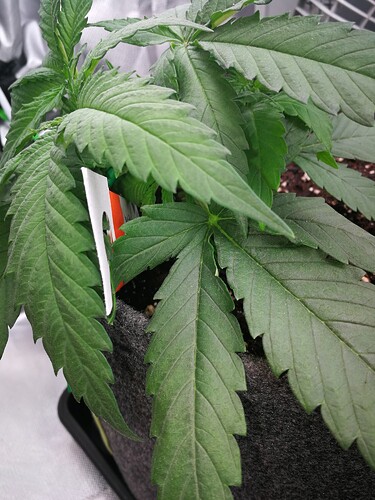Growreport Bild 17