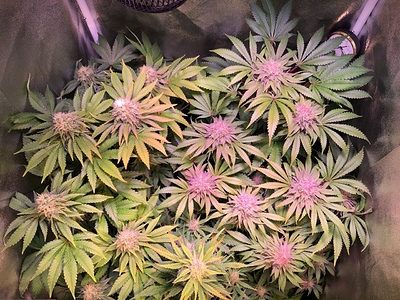 Growreport Bild 1