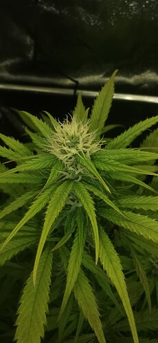 Growreport Bild 48