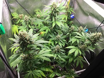 Growreport Bild 1