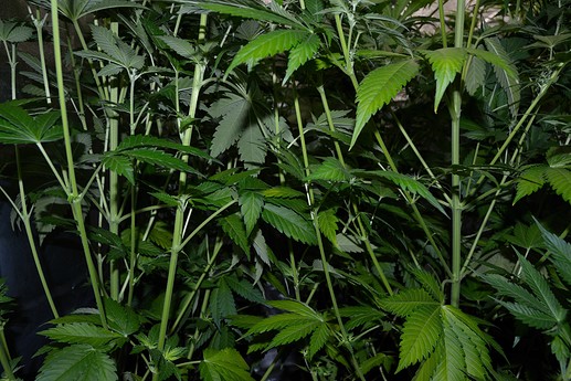 Growreport Bild 8