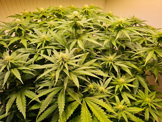 Growreport Bild 8