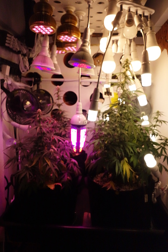 Growreport Bild 12