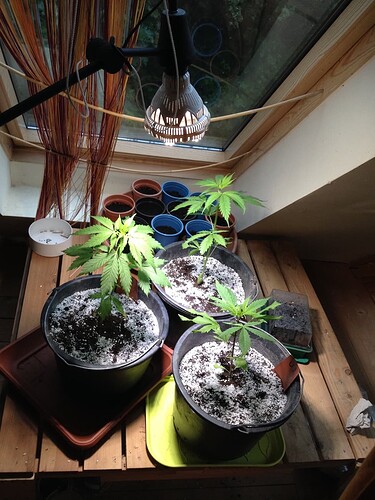 Growreport Bild 34