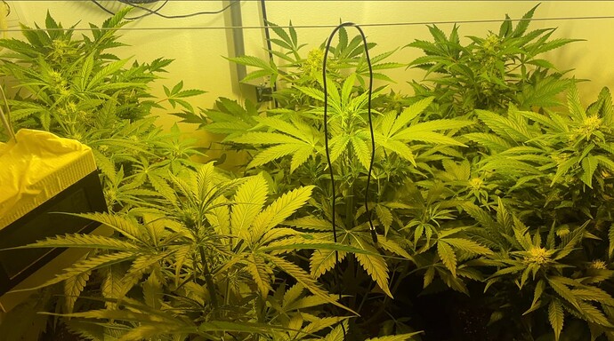 Growreport Bild 39