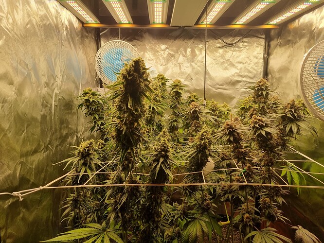 Growreport Bild 52