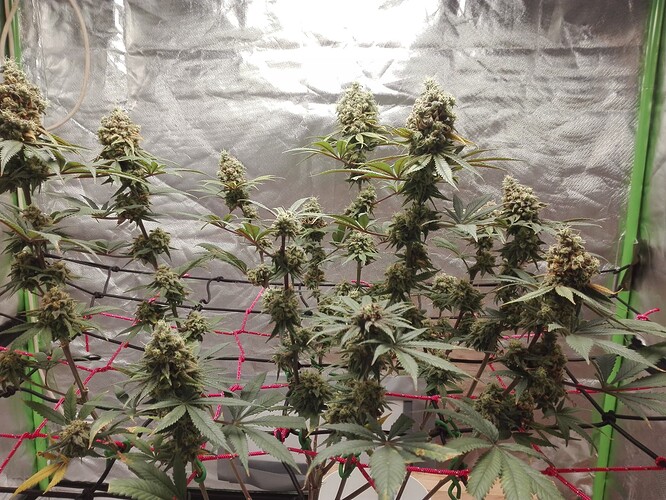 Growreport Bild 6