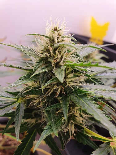 Growreport Bild 6