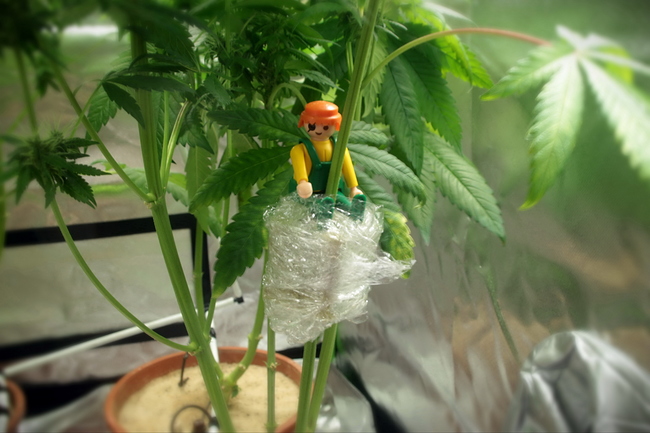 Growreport Bild 25