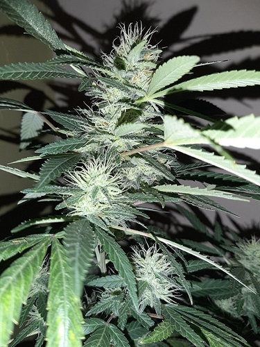 Growreport Bild 9