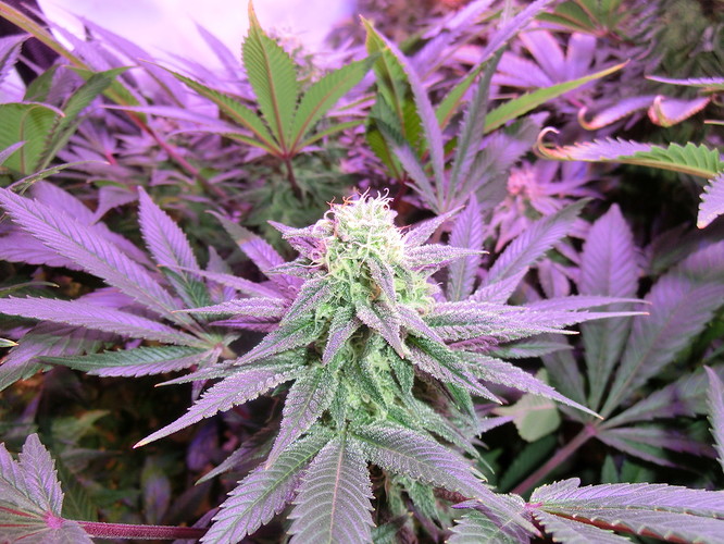 Growreport Bild 9
