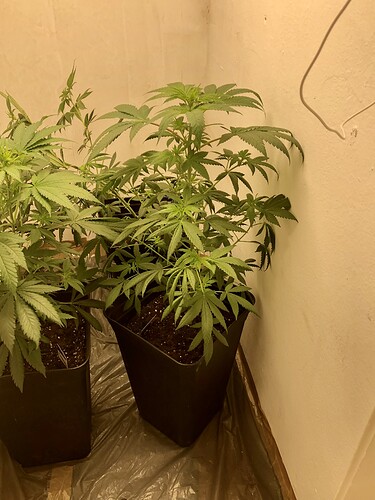 Growreport Bild 8