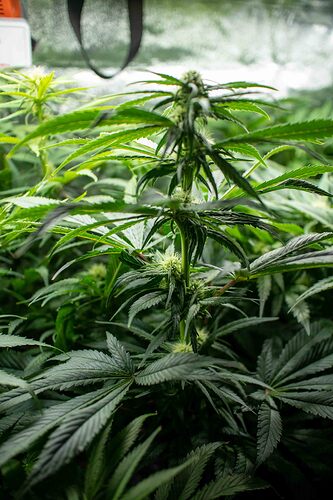 Growreport Bild 4