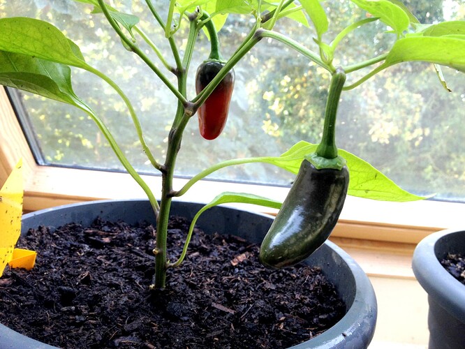 TomateChili221020_03