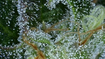 Growreport Bild 32
