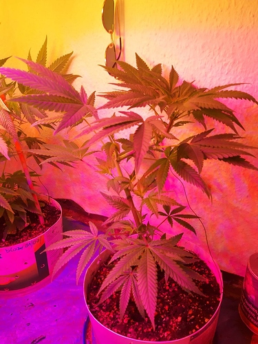 Growreport Bild 8