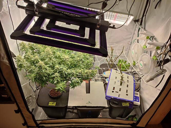 Growreport Bild 62