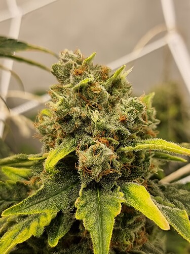 Growreport Bild 2