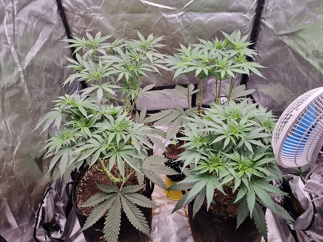 Growreport Bild 42