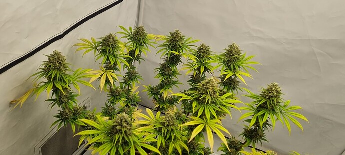 Growreport Bild 4