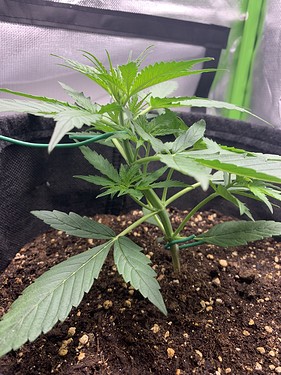 Growreport Bild 11