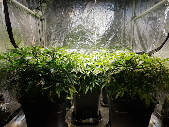 Growreport Bild 3