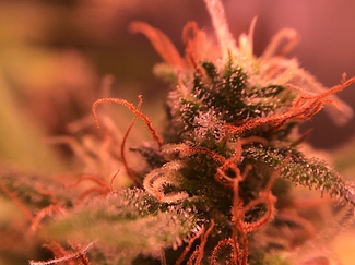 Growreport Bild 27