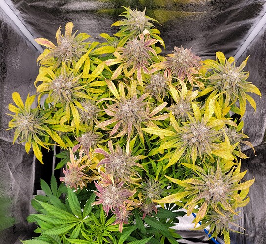 Growreport Bild 1