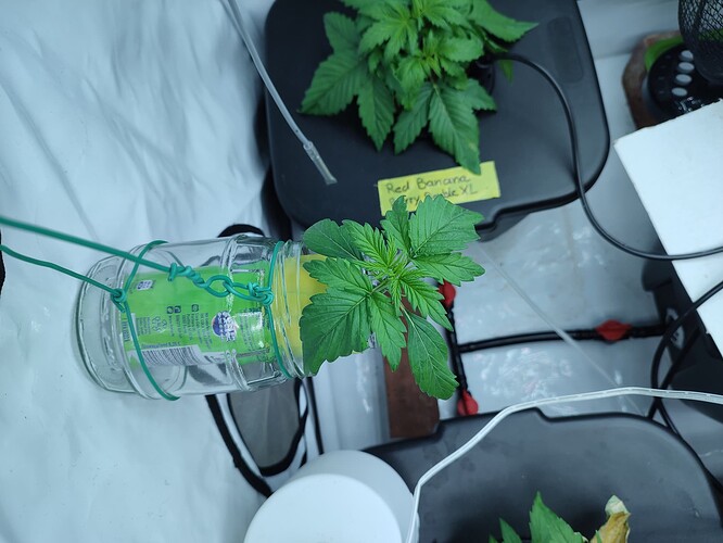 Growreport Bild 6