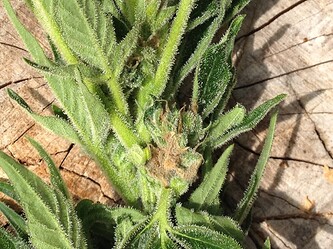 067_RD1schimmel_noternte2_02