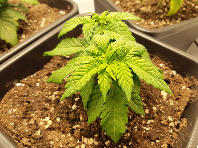 Growreport Bild 10