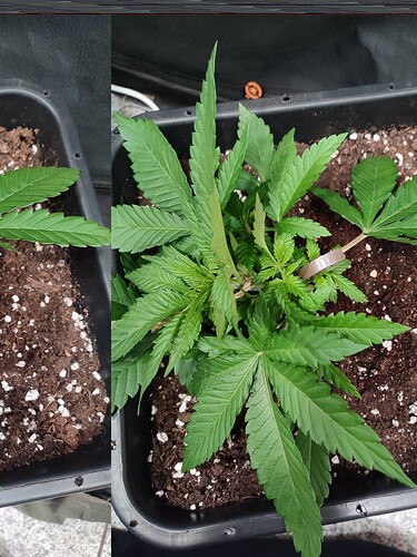 Growreport Bild 2
