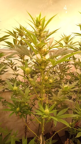 Growreport Bild 75