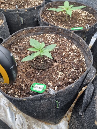 Growreport Bild 56